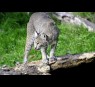 Bobcat glands/secretions